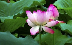 [26194] 长洲岛的荷花（7）