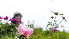 芍药花开（7）