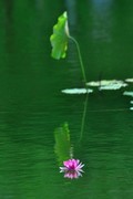 【视觉光影】夏 日 荷 莲 （14）