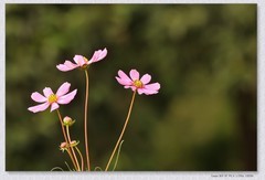 秋英花【丙午年-413】