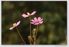秋英花【丙午年-413】
