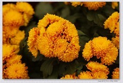 九月菊【乙巳年-235】