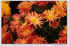 九月菊【乙巳年-235】