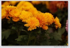 九月菊【乙巳年-235】