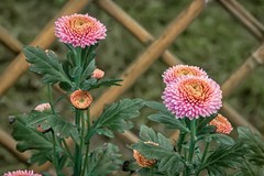 《菊    花》  唐代：李商隐