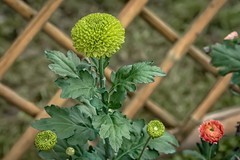 《菊    花》  唐代：李商隐