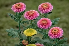 《菊    花》  唐代：李商隐