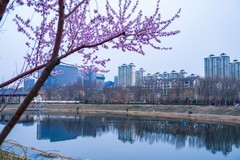 迎春赏景—(2)