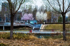 迎春赏景—(2)