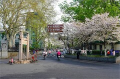 2026年第0432贴 -南京鸡鸣寺樱花（0624）