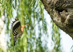 戴胜育雏（29）