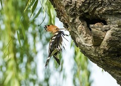 戴胜育雏（29）
