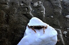 丹东——大鹿岛（6）