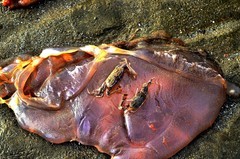 丹东——大鹿岛（6）