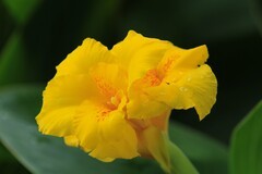 拍摄花卉一（832）