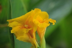 拍摄花卉一（832）