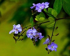 1271【不老松：二游海南纪实】临高长島兰湾假连翘！