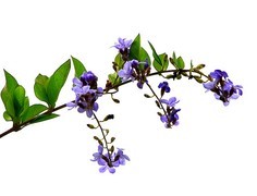 1271【不老松：二游海南纪实】临高长島兰湾假连翘！