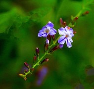 1271【不老松：二游海南纪实】临高长島兰湾假连翘！