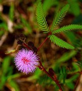 1272【不老松：二游海南纪实】临高长島兰湾的含羞草！