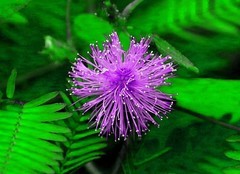 1272【不老松：二游海南纪实】临高长島兰湾的含羞草！