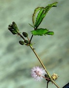 1272【不老松：二游海南纪实】临高长島兰湾的含羞草！