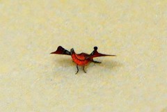 1273【不老松：二游海南纪实】临高长島兰湾的蛾!