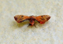 1273【不老松：二游海南纪实】临高长島兰湾的蛾!