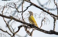 灰头绿啄木鸟（四）