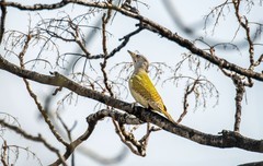 灰头绿啄木鸟（四）