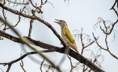 灰头绿啄木鸟（四）
