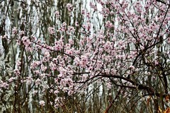 春色入怀来，花香扑面开……