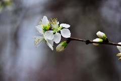 春色入怀来，花香扑面开……
