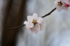 春色入怀来，花香扑面开……