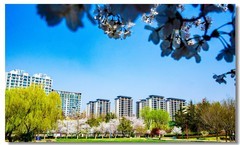 樱花绽放（四）