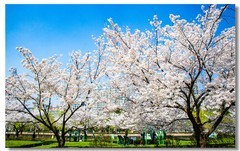 樱花绽放（四）