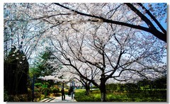 樱花绽放（四）