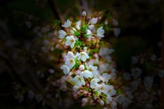 植物园拍樱花 5