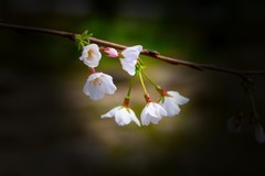 植物园拍樱花 5