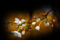 植物园拍樱花 5