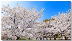 樱花绽放手机版（三）