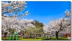 樱花绽放手机版（三）