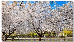 樱花绽放手机版（三）