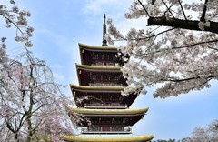 樱花园繁花如雪