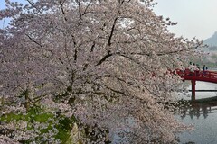 樱花园繁花如雪