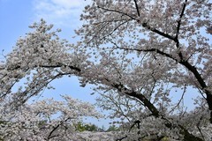 樱花园繁花如雪
