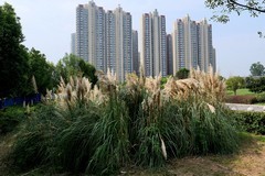 武汉映像---幸福湾公园掠影！