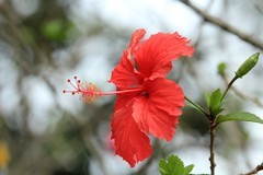 拍摄花卉一（1242）