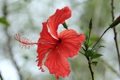 拍摄花卉一（1242）