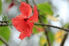 拍摄花卉一（1242）